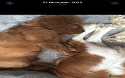 Cavalier King Charles Spaniel dogs for sale: Champion line Cavalier Pups -  **Waiting List** - Image 24
