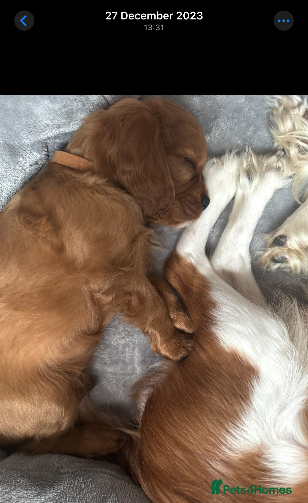 Cavalier King Charles Spaniel dogs for sale: Champion line Cavalier Pups -  **Waiting List** - Image 24
