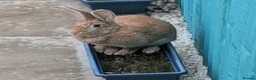 Mixed Breed rabbits for sale: Continental Giant x Lop Rabbits - Advert 8