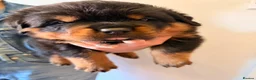 Rottweiler dogs for sale: Rottweiler puppies for sale - Advert 6