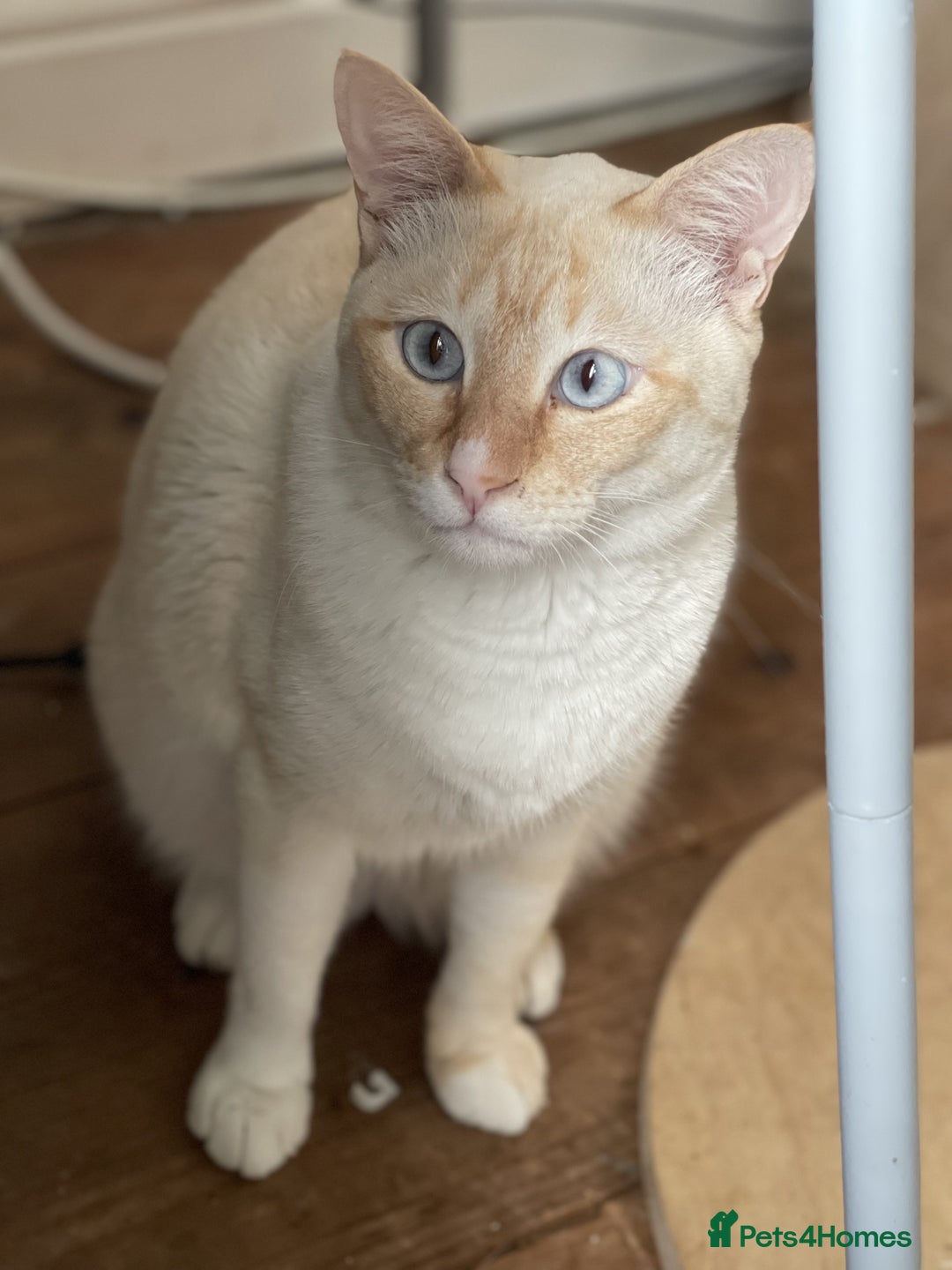 Siamese cats for sale: Ariel - Rescue Siamese - Image 21