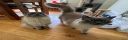 Ragdoll cats for sale:  Bonded Pair of Pedigree Ragdoll Boys – 1 Year Old in Waltham Cross - Advert 3