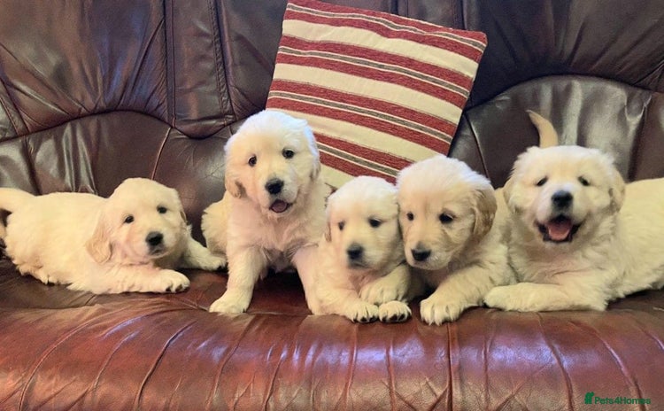 Golden Retriever dogs - Advert 4