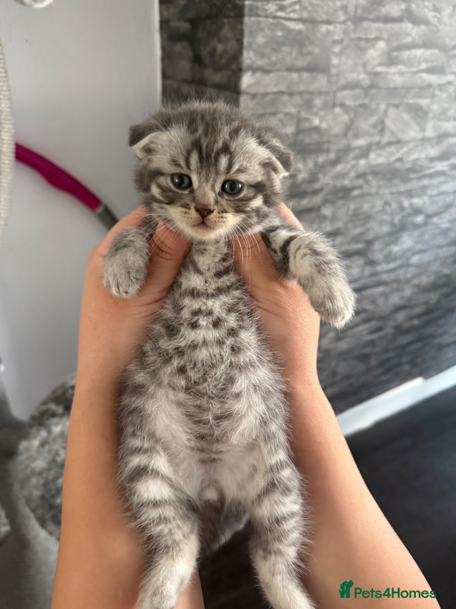 British Shorthair cats Pure breed Scottish Fold &Straight grey tabby  - Advert 2