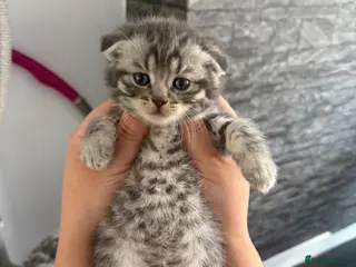 British Shorthair cats Pure breed Scottish Fold &Straight grey tabby - Advert 2
