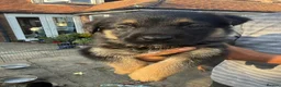 Mixed Breed dogs for sale: Adorable litter of Rottweiler cross GSD in Lewes - Advert 5