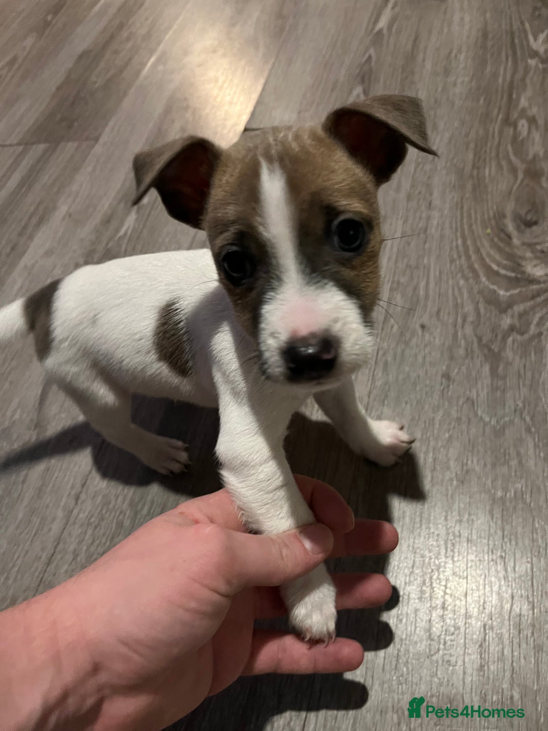 Jack Russell dogs for sale: 4 left!!! Blue/red tri JR puppies  - Advert 36