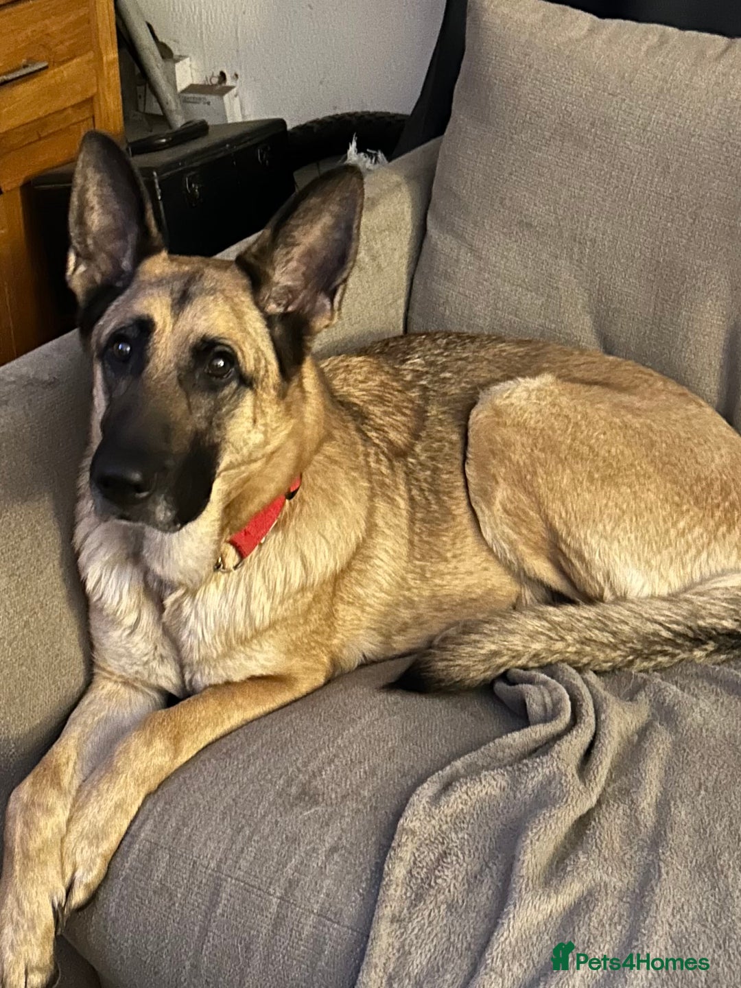 Mixed Breed dogs for sale: German shepherd x staff - Advert 7