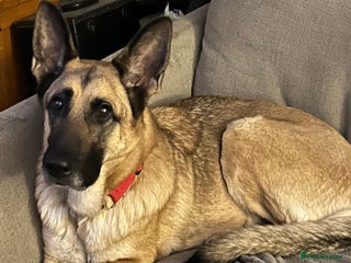 Mixed Breed dogs German shepherd x staff - Advert 1