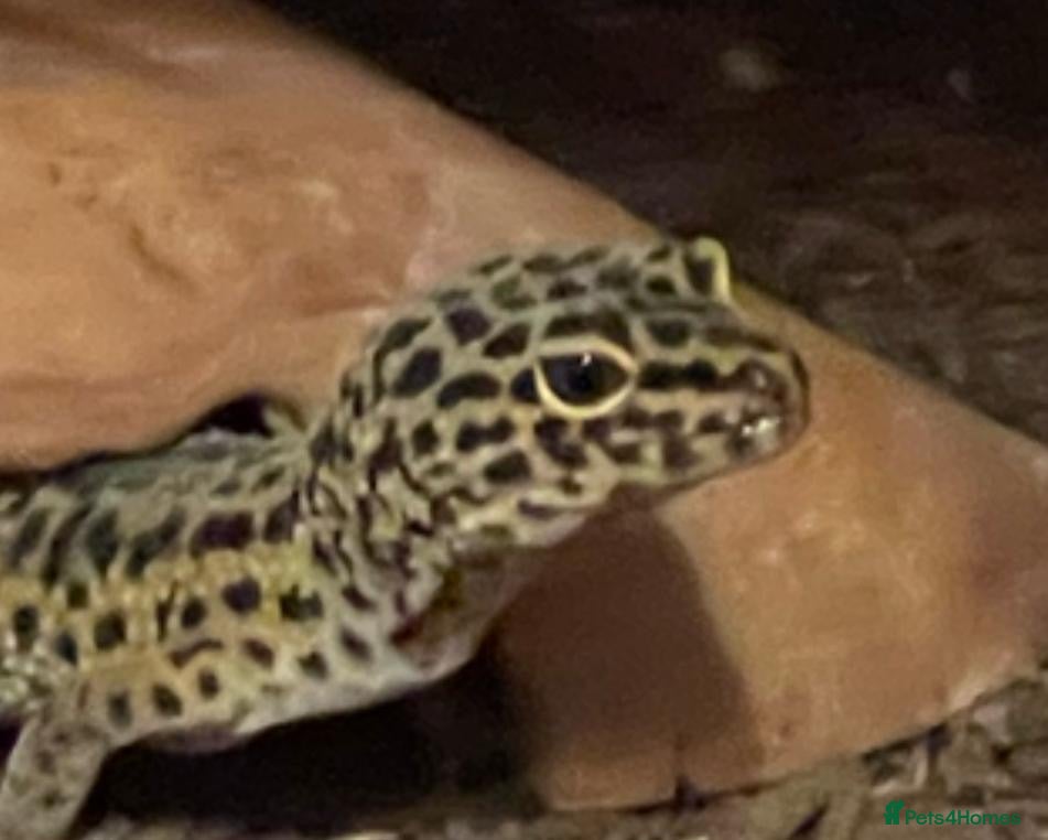 Leopard Gecko reptiles Leopard Gecko and all the set up  - Advert 2
