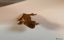 Gecko reptiles for sale: crested geckos  - Image 3