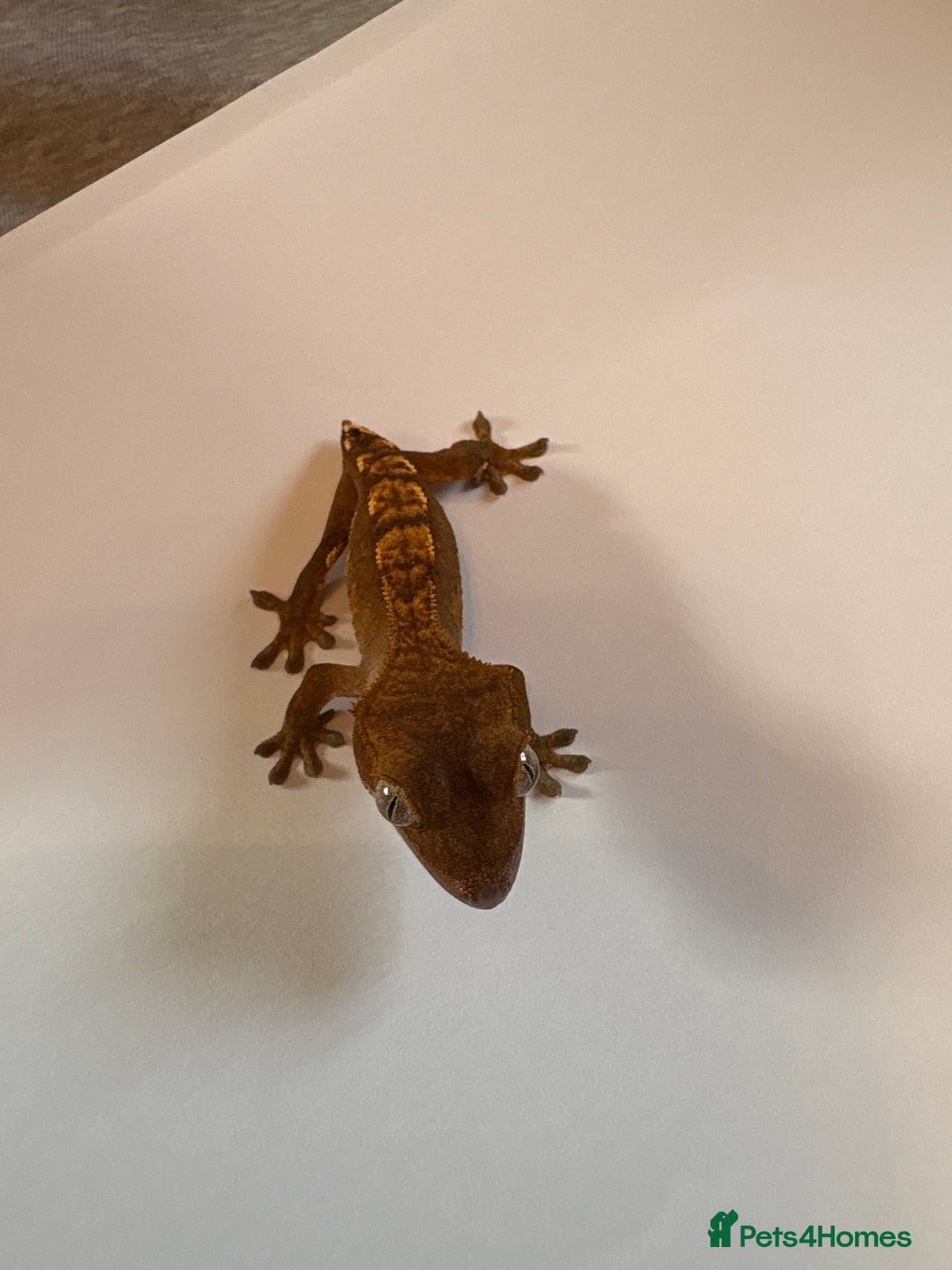 Gecko reptiles for sale: crested geckos  - Image 3