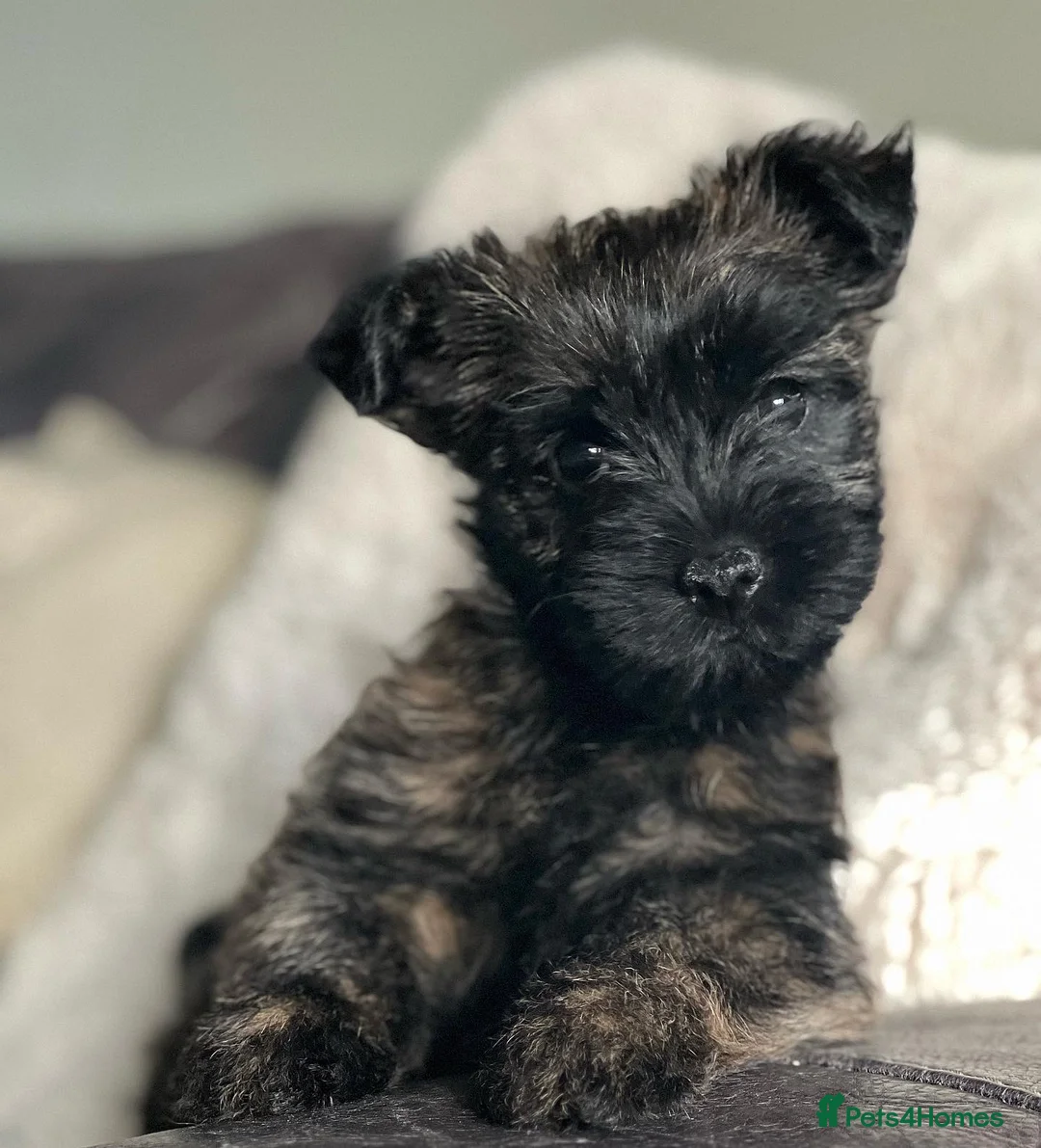 Cairn Terrier dogs for stud: Quality Health Tested & proven stud - Advert 8