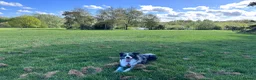 Border Collie dogs for stud: Border Collie Male for Stud in Basingstoke - Advert 4