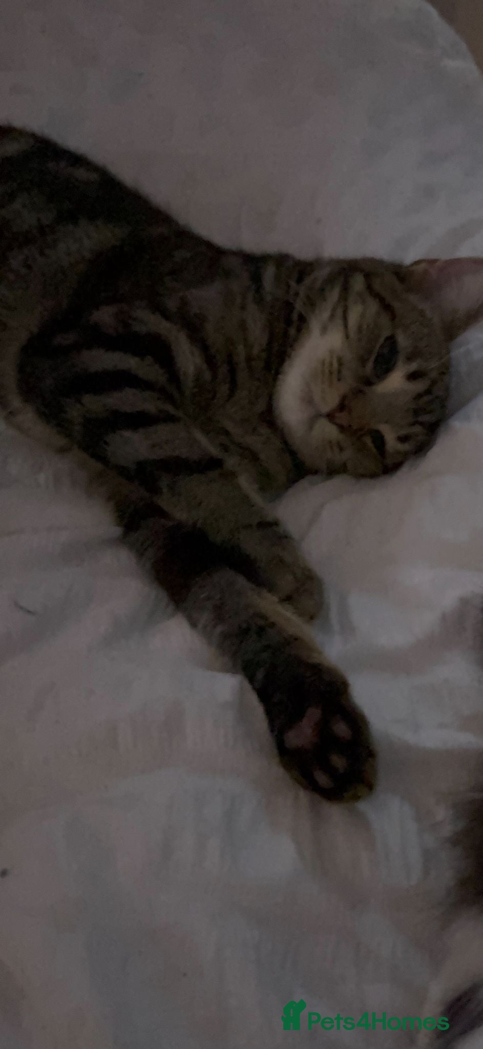 British Shorthair cats Roo 14 month old male  - Advert 1