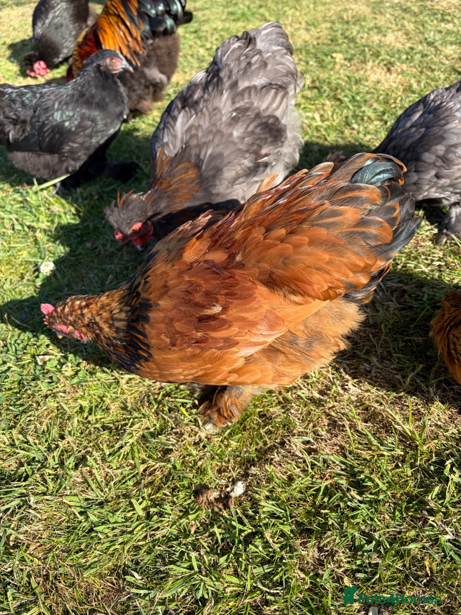 Chickens poultry 2x Bantam cockerels  - Advert 2