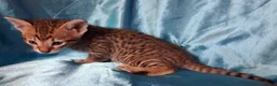 Savannah cats for sale: Super spotty F5 Savannah kittens - Advert 19