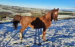Arabian horse horses for sale: 15hh Arab Gelding For Sale - Image 13