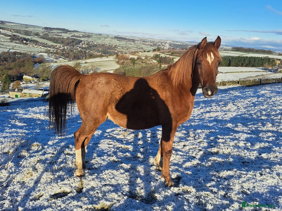 Arabian horse horses for sale: 15hh Arab Gelding For Sale - Image 13