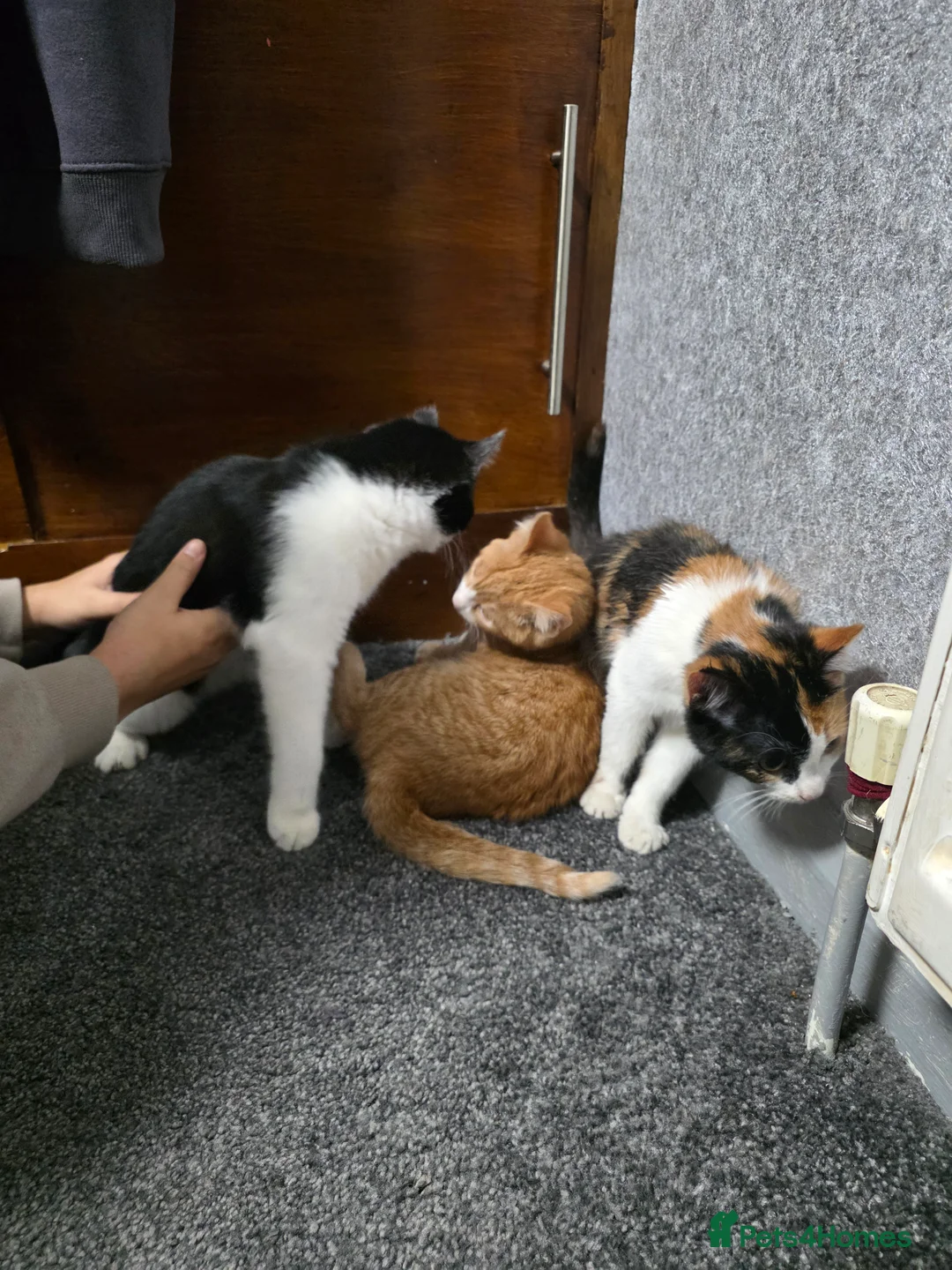 Mixed Breed cats for sale: FREE 3 BEAUTIFUL KITTENS  - Advert 4