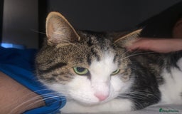 Domestic Shorthair cats for sale: male cat - Image 2