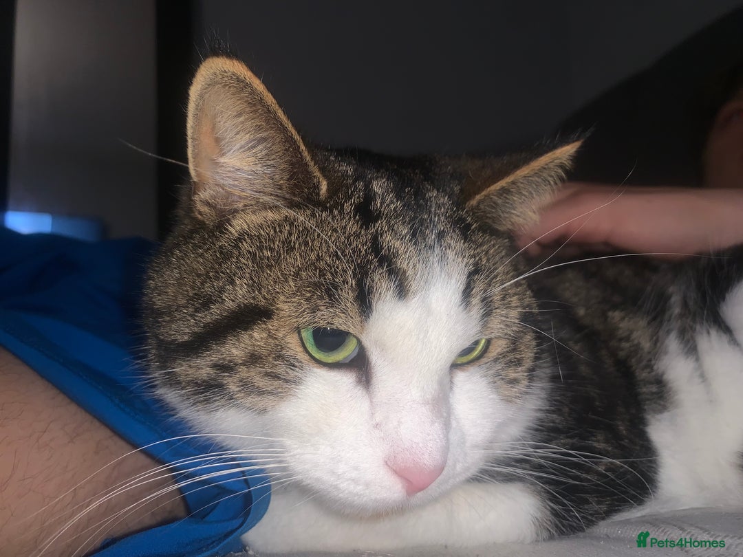 Domestic Shorthair cats for sale: male cat - Image 2