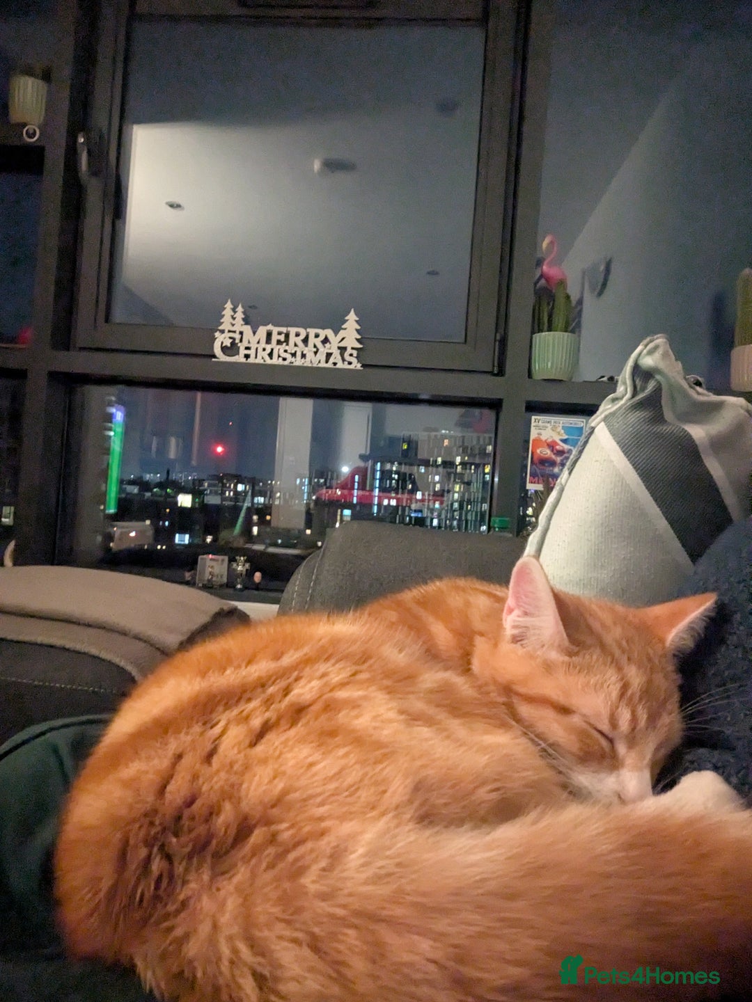 American Shorthair cats for sale: Ginger Kitten  in 4QRUK - Advert 2