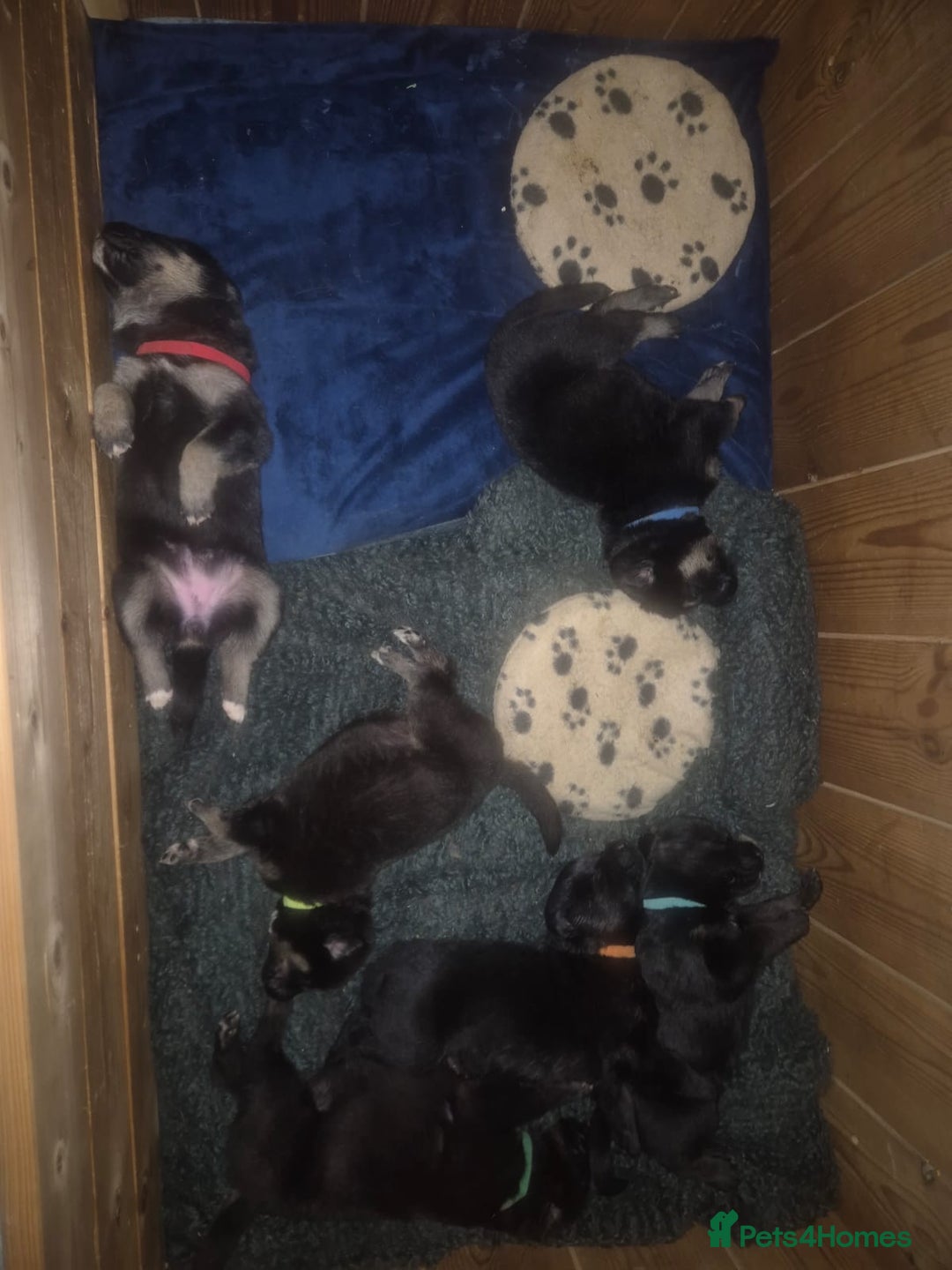 Mixed Breed dogs for sale: Stunning litter of puppies!! - Advert 2