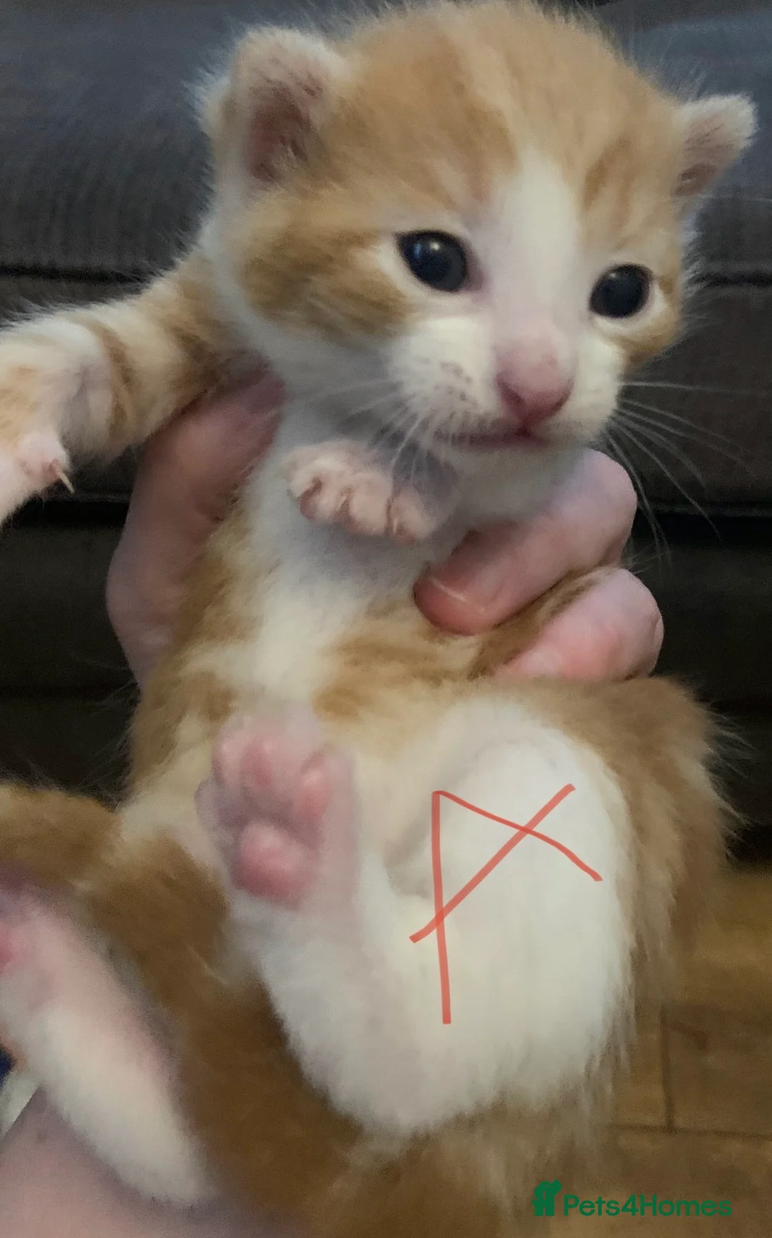 Mixed Breed cats for sale: Litter of kittens ready soon - Advert 4