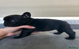 French Bulldog dogs for sale: FrenchAngels 👼🏼🐾 - Image 10
