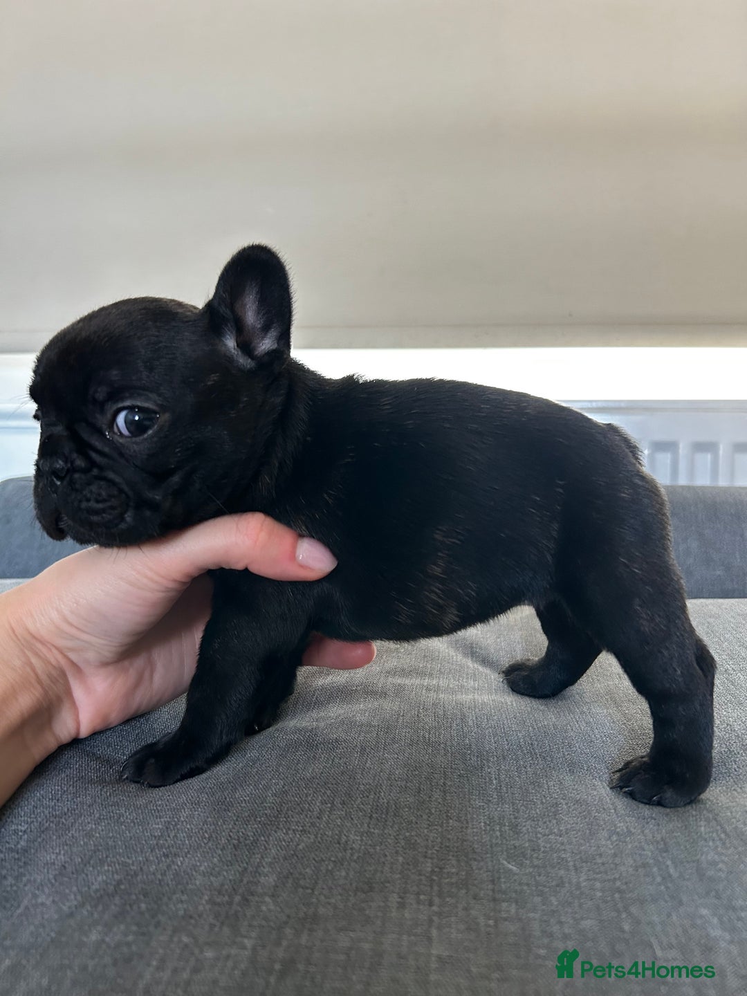 French Bulldog dogs for sale: FrenchAngels 👼🏼🐾 - Image 10