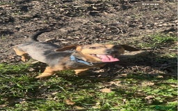 Jack Russell dogs for sale: One boy and one girl Jack Russell left  - Image 28