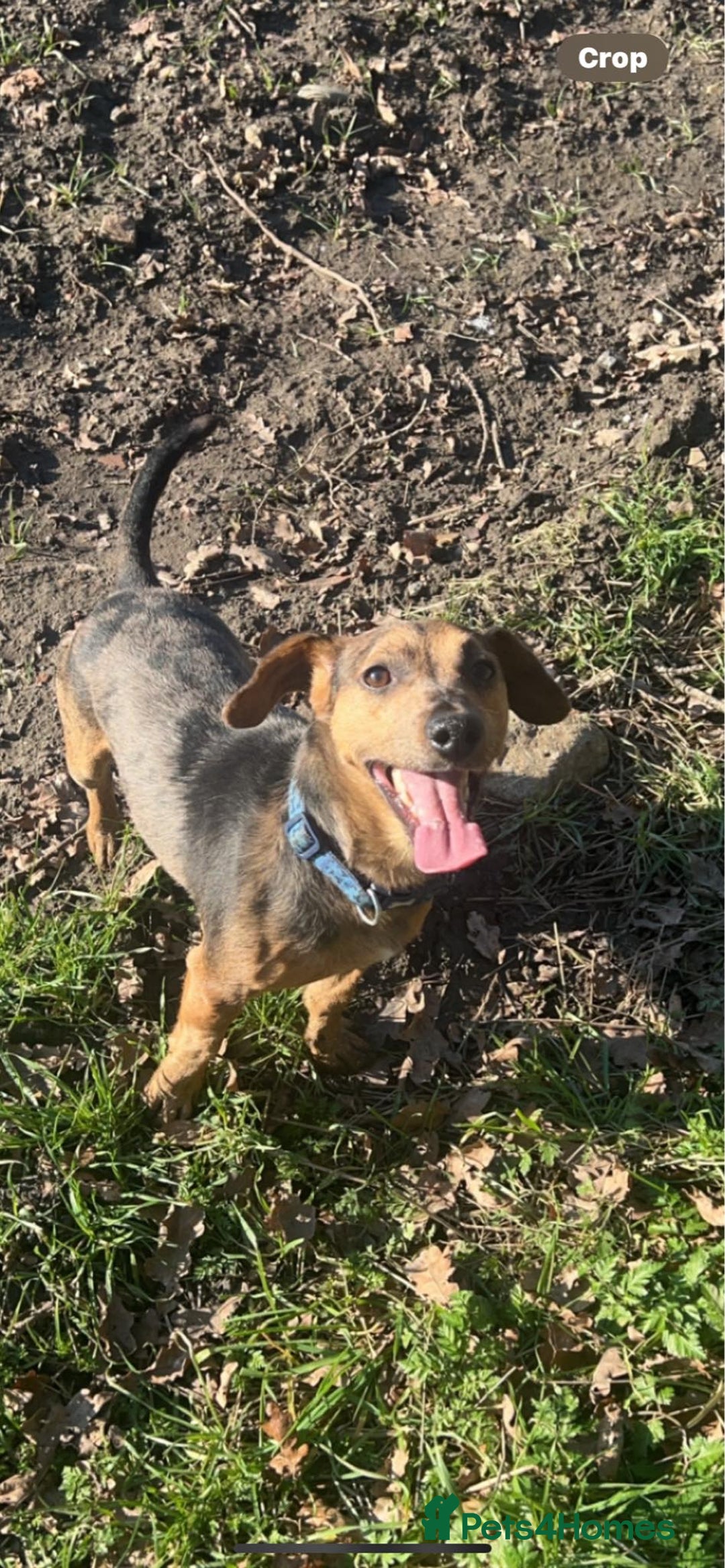 Jack Russell dogs for sale: One boy and one girl Jack Russell left  - Image 28