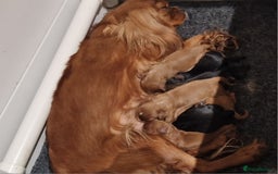 Cavalier King Charles Spaniel dogs for sale: Cavalier King Charles Spaniel puppies - Image 8