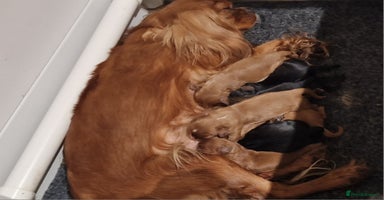 Cavalier King Charles Spaniel dogs - Advert 15