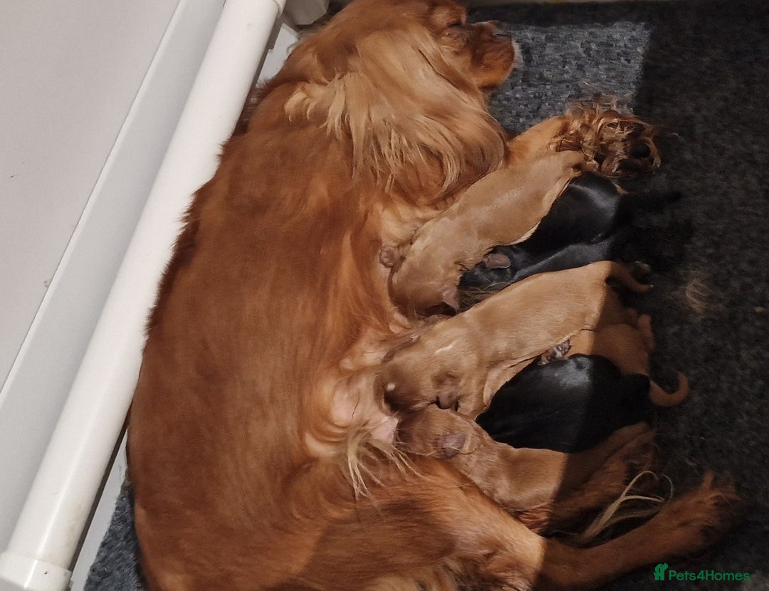 Cavalier King Charles Spaniel dogs for sale: Cavalier King Charles Spaniel puppies - Image 8