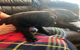 Shar Pei dogs for sale: 2 females 3 males Shar pei pups - Image 28