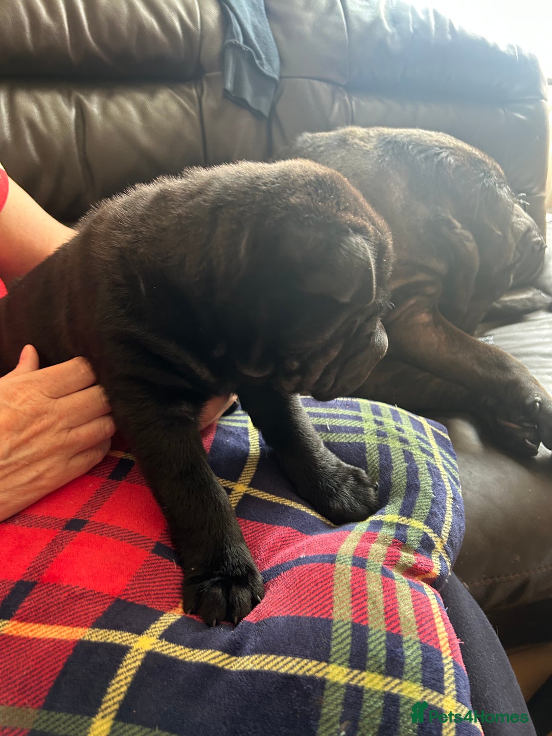 Shar Pei dogs for sale: 2 females 3 males Shar pei pups - Image 28