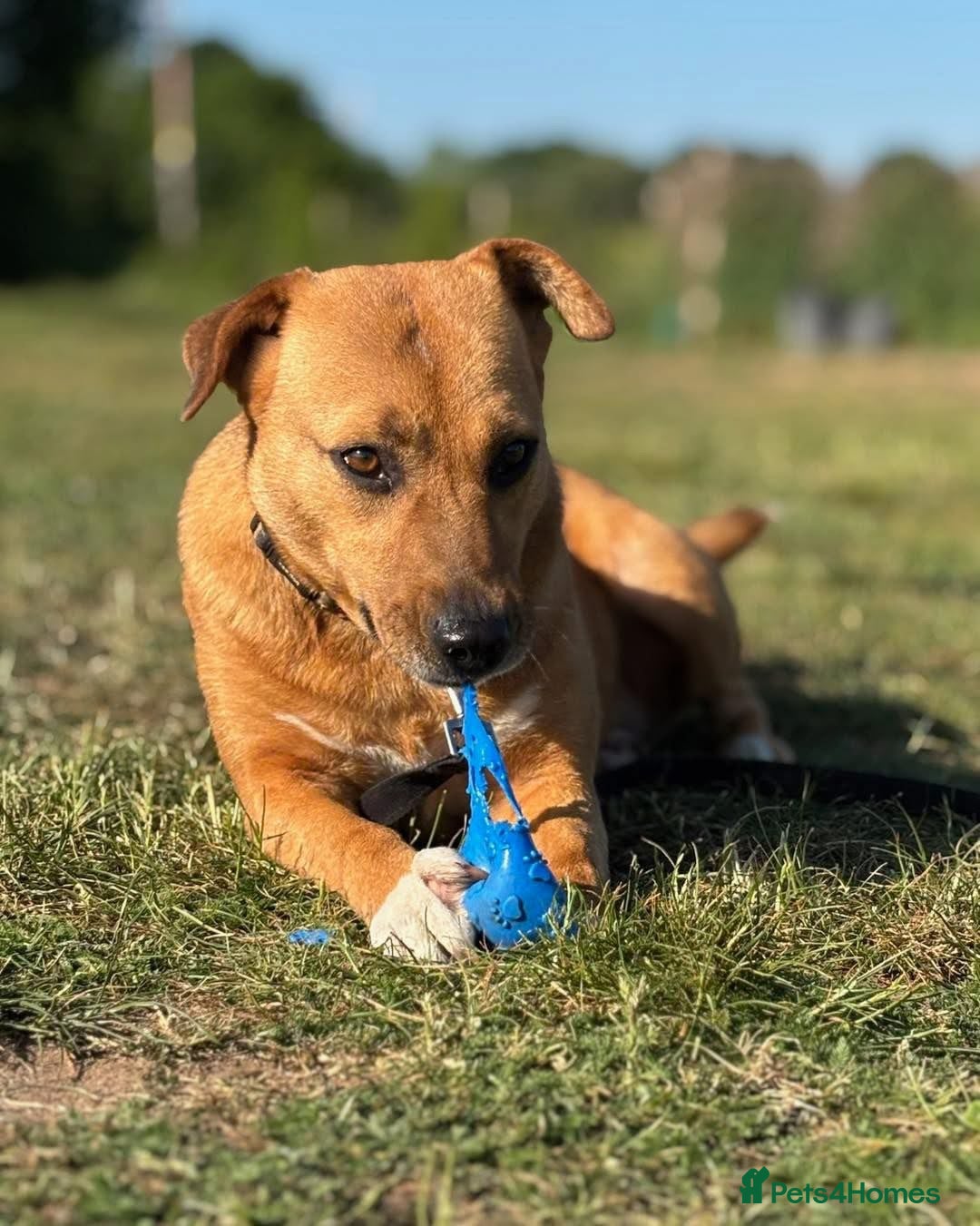 Mixed Breed dogs for adoption: 🧡 Delightful Duffy - once a shell of a dog 🧡 in Kidderminster - Advert 12