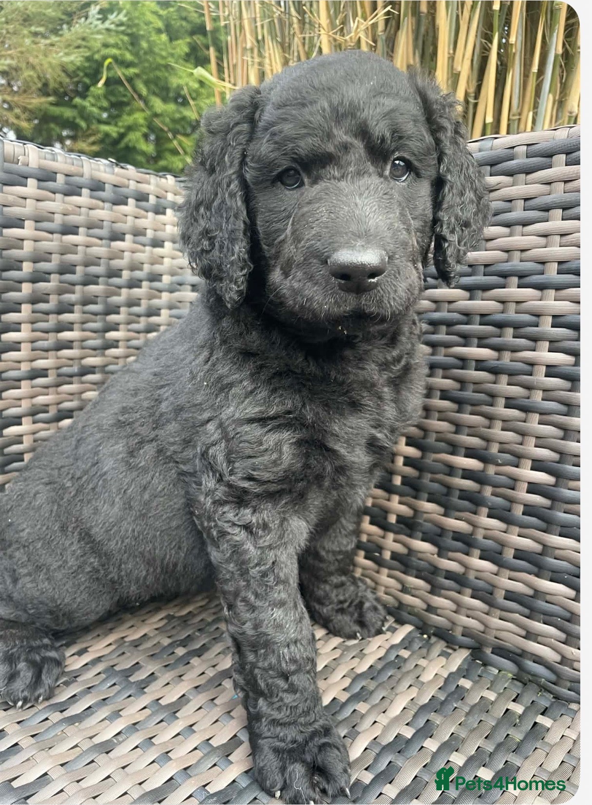 Goldendoodle dogs Stunning F2 Goldendoodle Puppies - Advert 2
