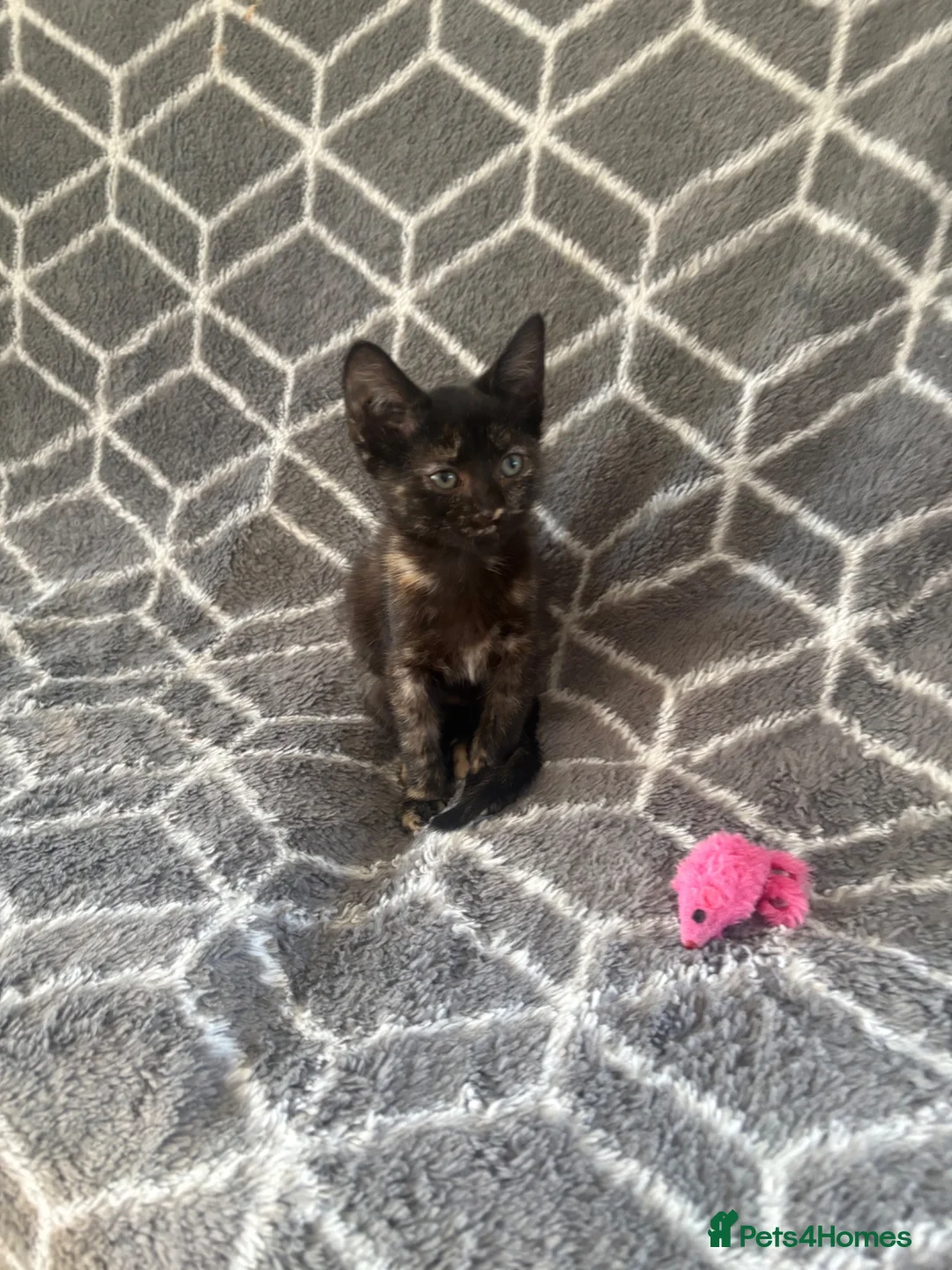 Mixed Breed cats for sale: Beautiful kitten ready to go 🐾 - Advert 3