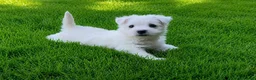 West Highland Terrier dogs for sale: Adorable West Highland terrier puppy - Advert 5