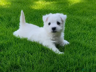 West Highland Terrier dogs Adorable West Highland terrier puppy - Advert 5