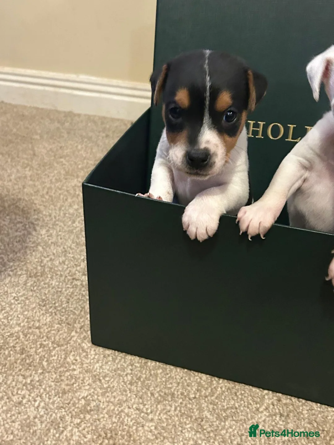 Parson Russell dogs for sale: Beautiful litter of Parson Russell rascals  - Advert 4