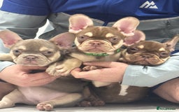 French Bulldog dogs for sale: French bulldog  - Image 4