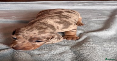 Miniature Dachshund dogs - Advert 2