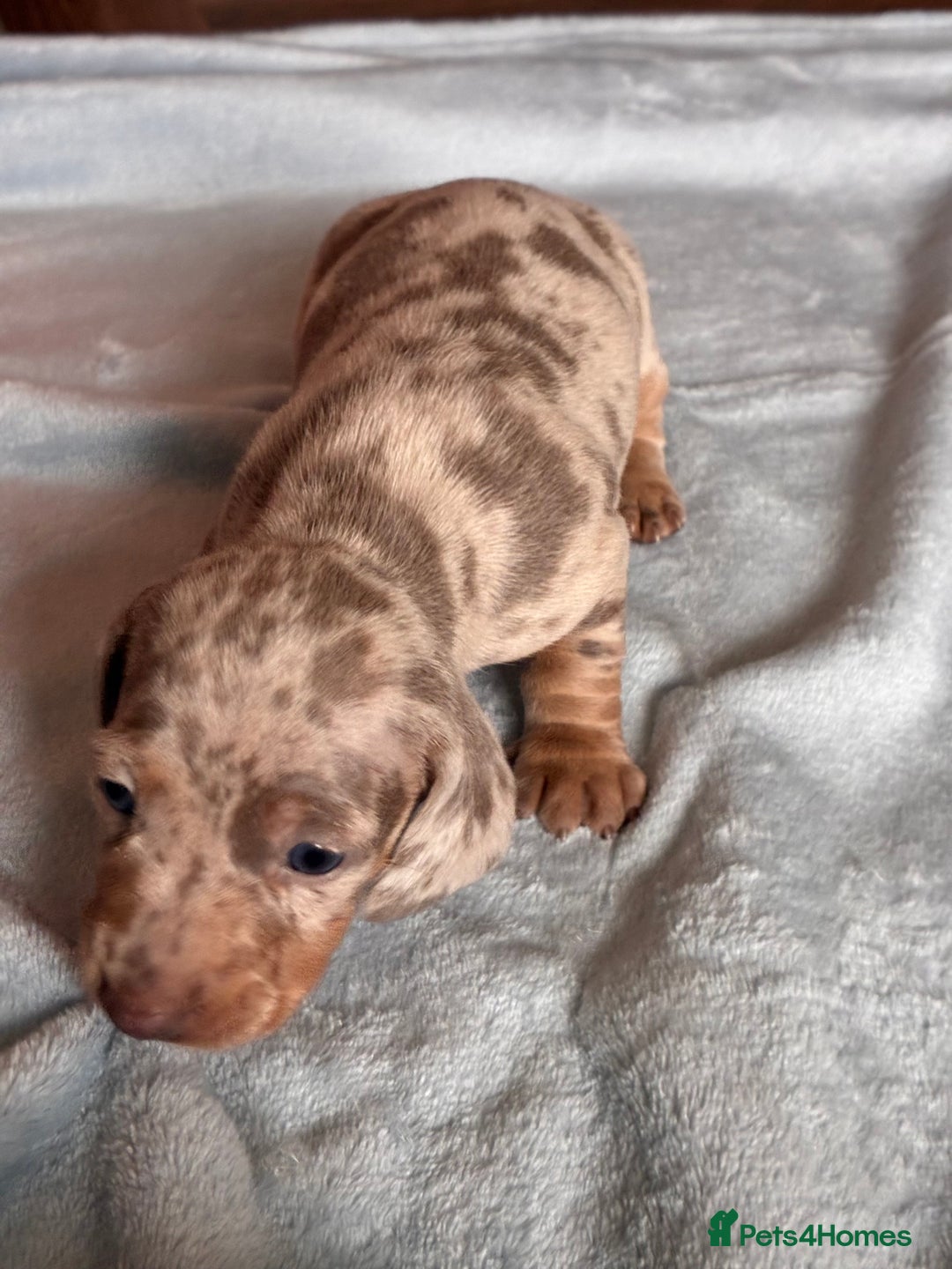 Miniature Dachshund dogs for sale: Beautiful litter of puppy’s  - Image 4
