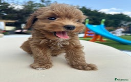 Maltipoo dogs for sale: **CHAMPION MALTIPOOS* HEALTH TESTED PARENTS** - Image 18