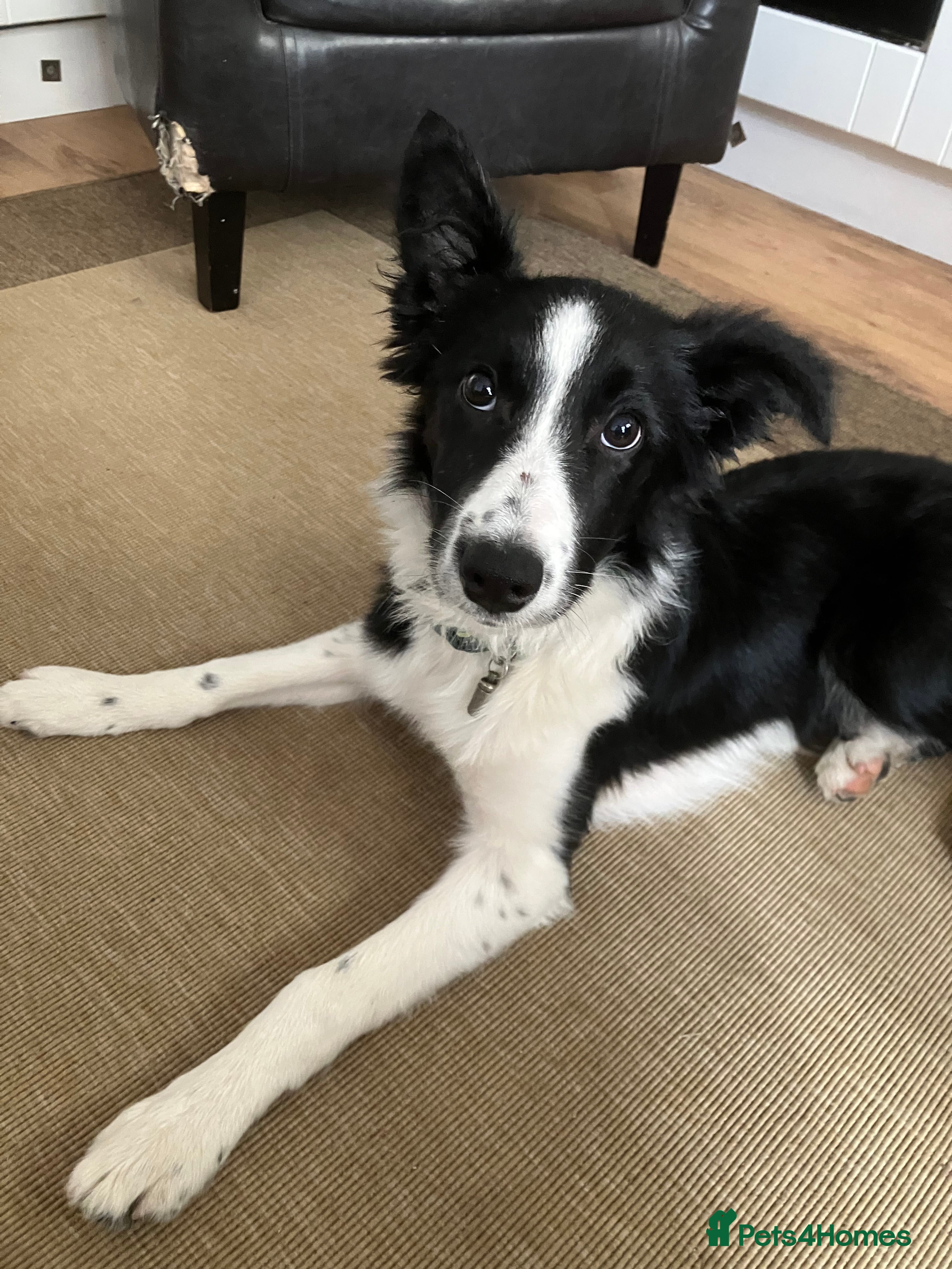 Border Collie dogs Border Collie female 21 weeks old - Advert 2