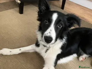 Border Collie dogs Border Collie female 21 weeks old - Advert 13